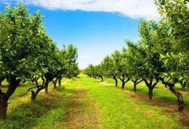 Boise Idaho Acreage Homes for Sale