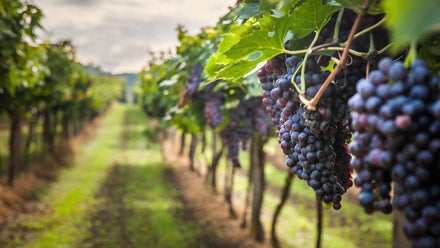 Caldwell Idaho real estate and homes for sale